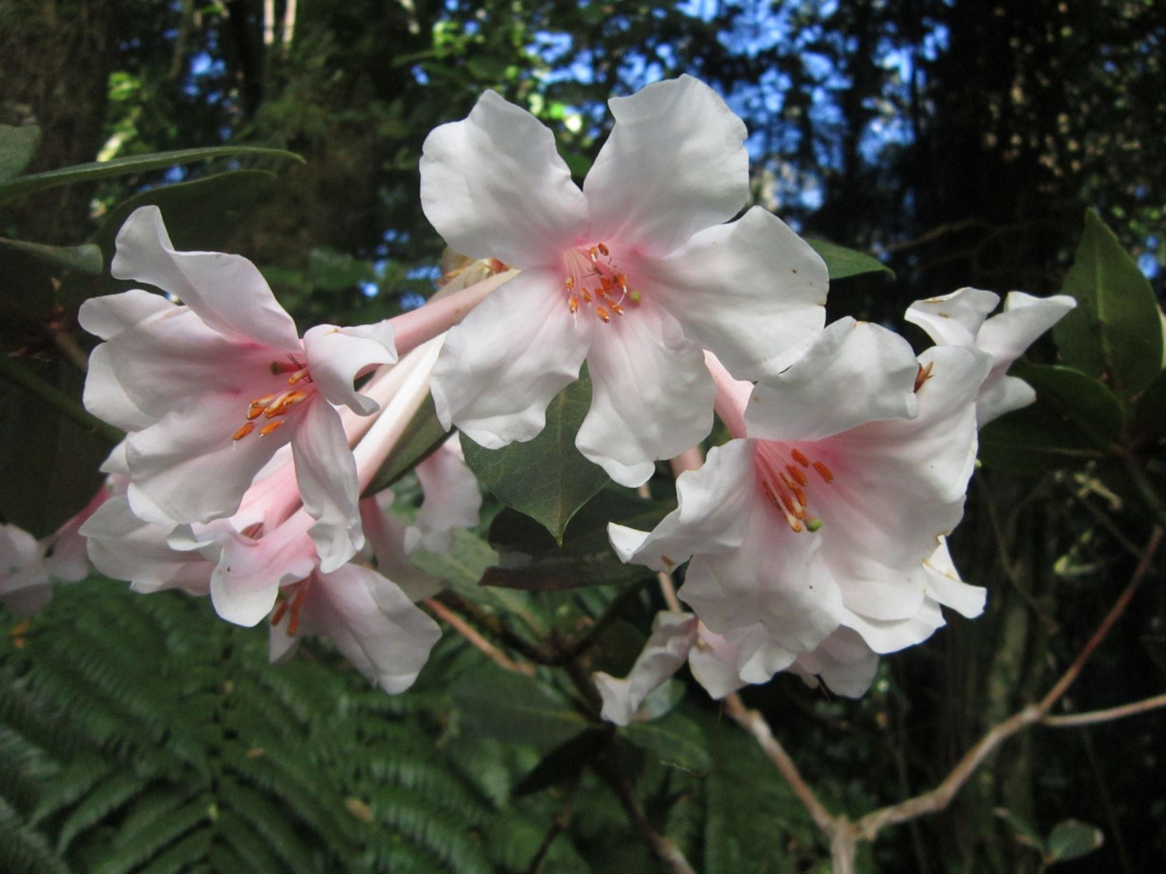 Rhododendron 'Rowena' (Vireya)