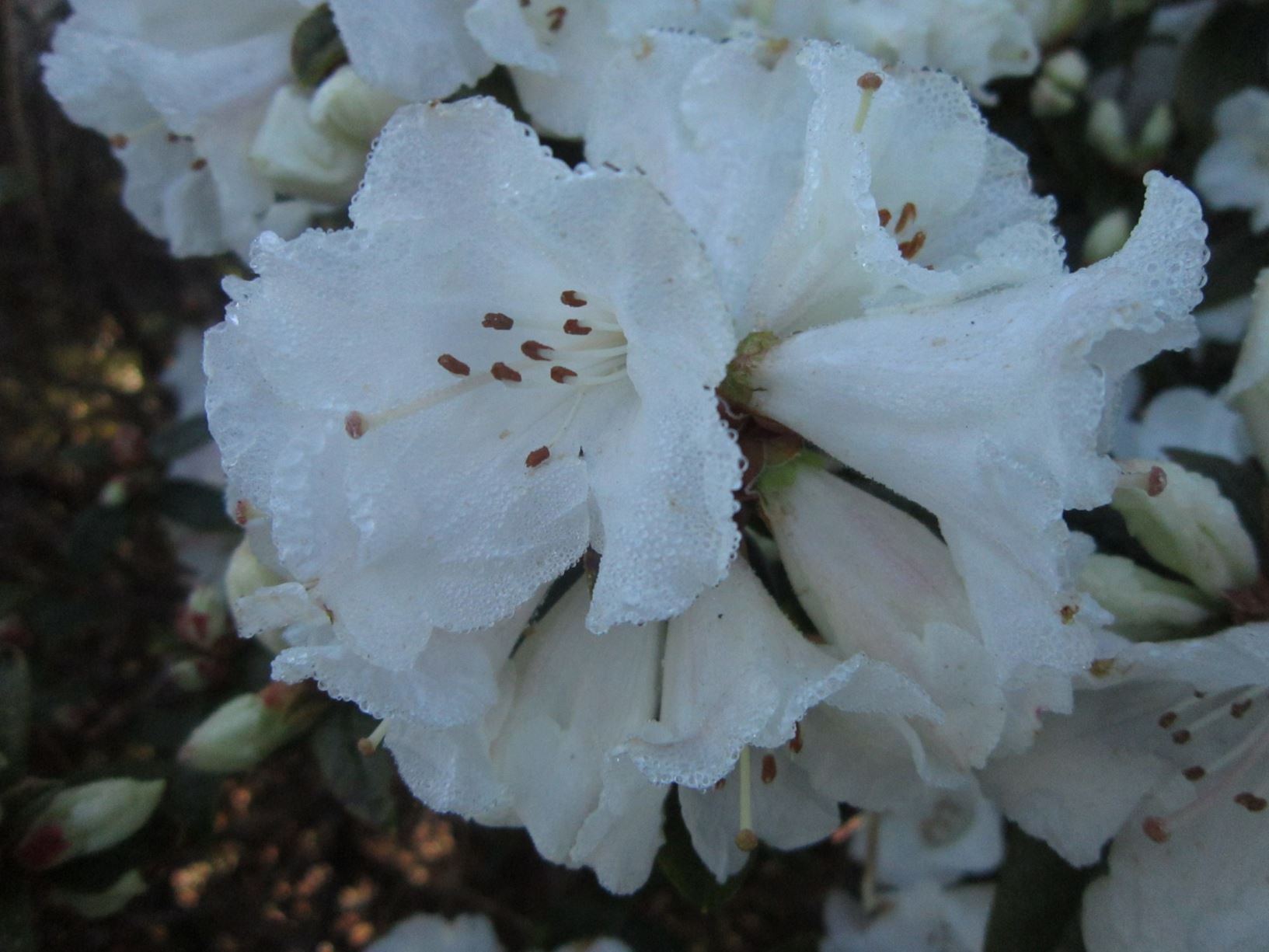 Rhododendron 'Multiflorum' ×