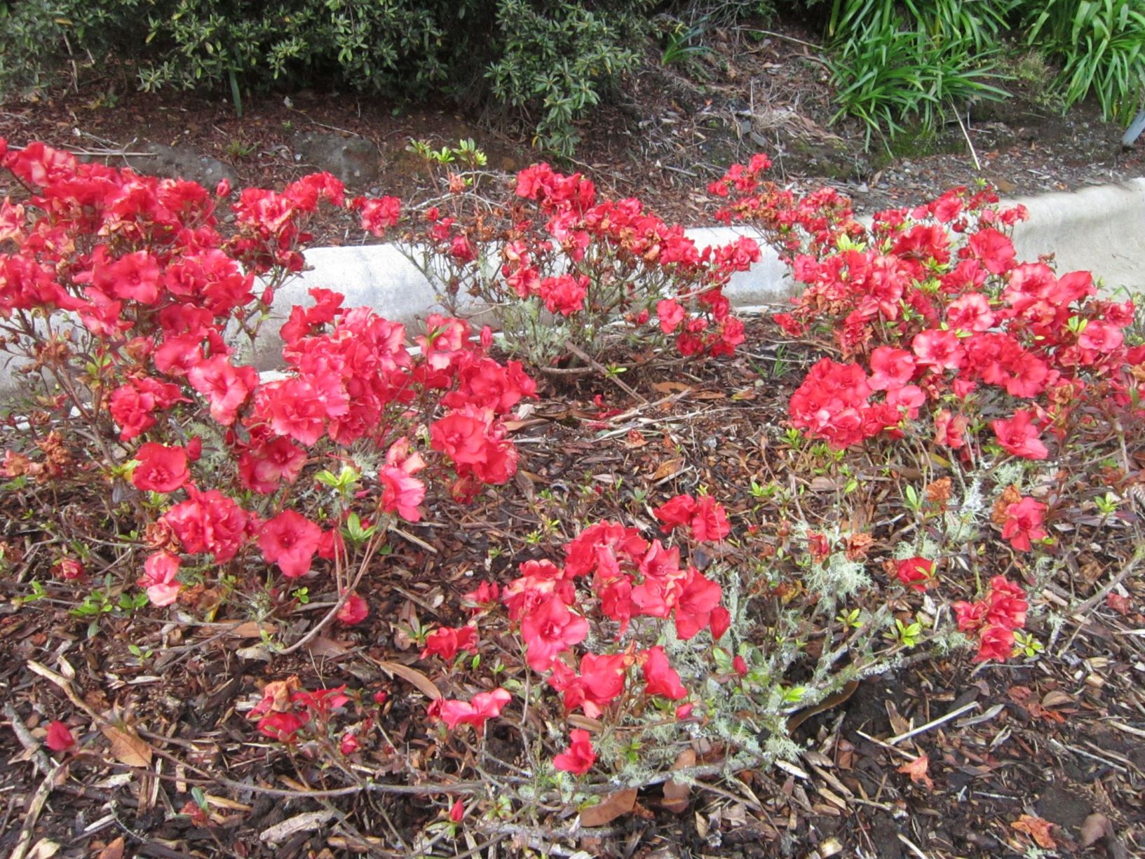 Rhododendron 'Elsa Karger' (Azalea)
