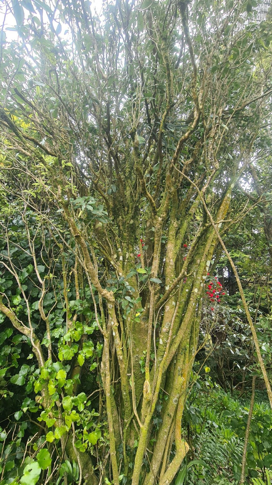 Melicytus ramiflorus - whitey-wood, moeahu, mahoe, hinahina