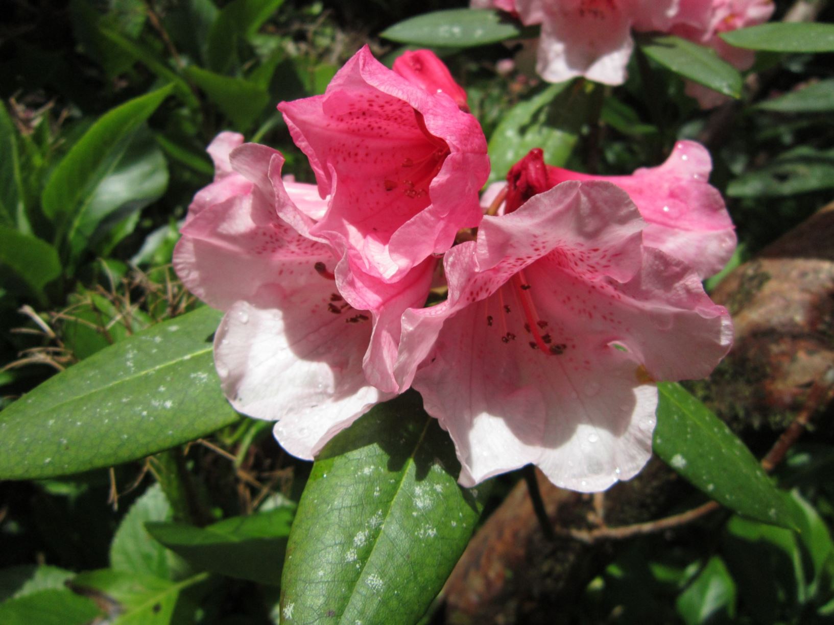 Rhododendron elliottii × (R. griffithianum × R. 'Crest')