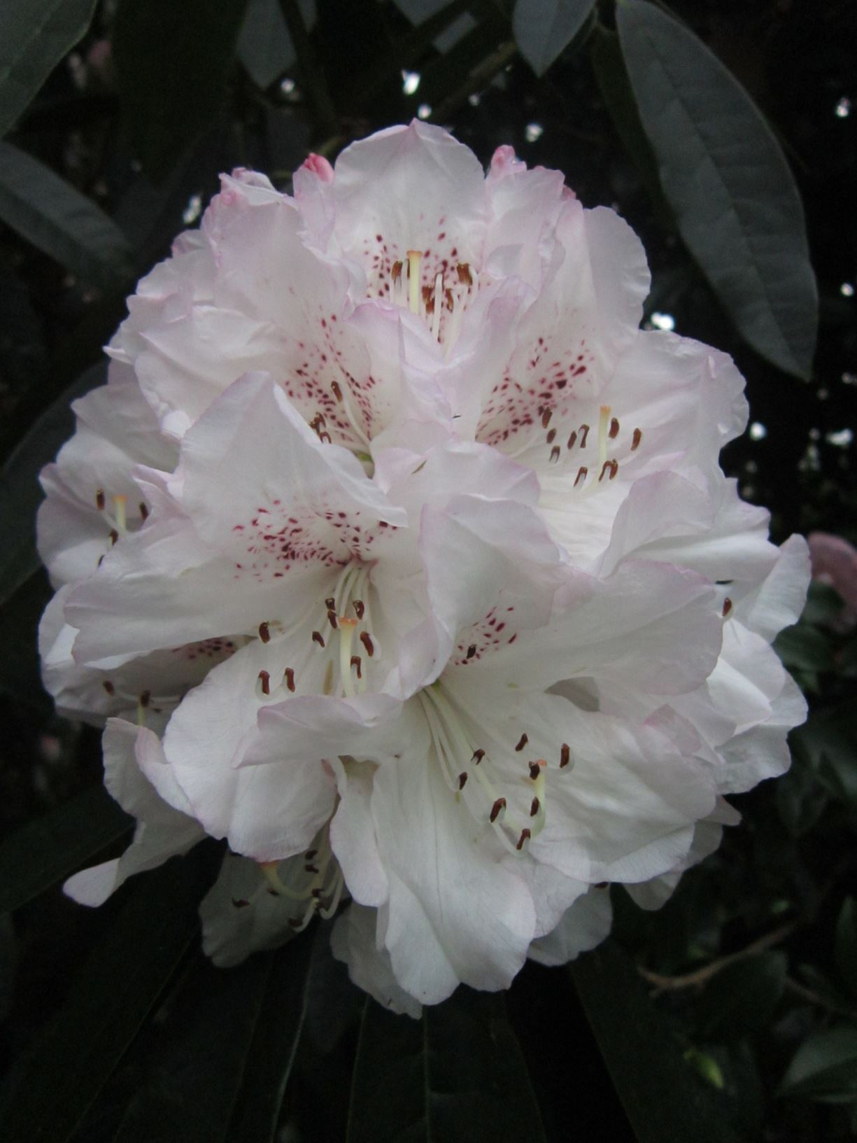 Rhododendron 'Boddaertianum'