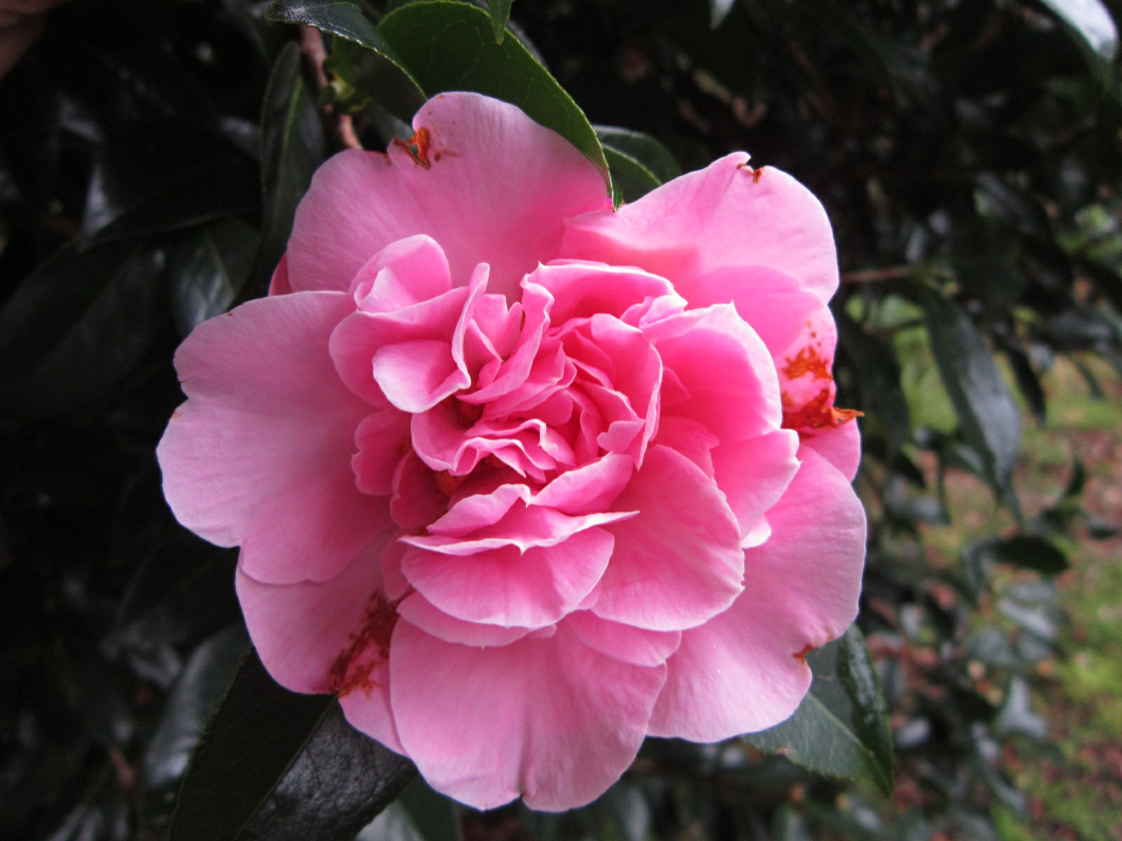 Camellia × williamsii 'Rose Bouquet'