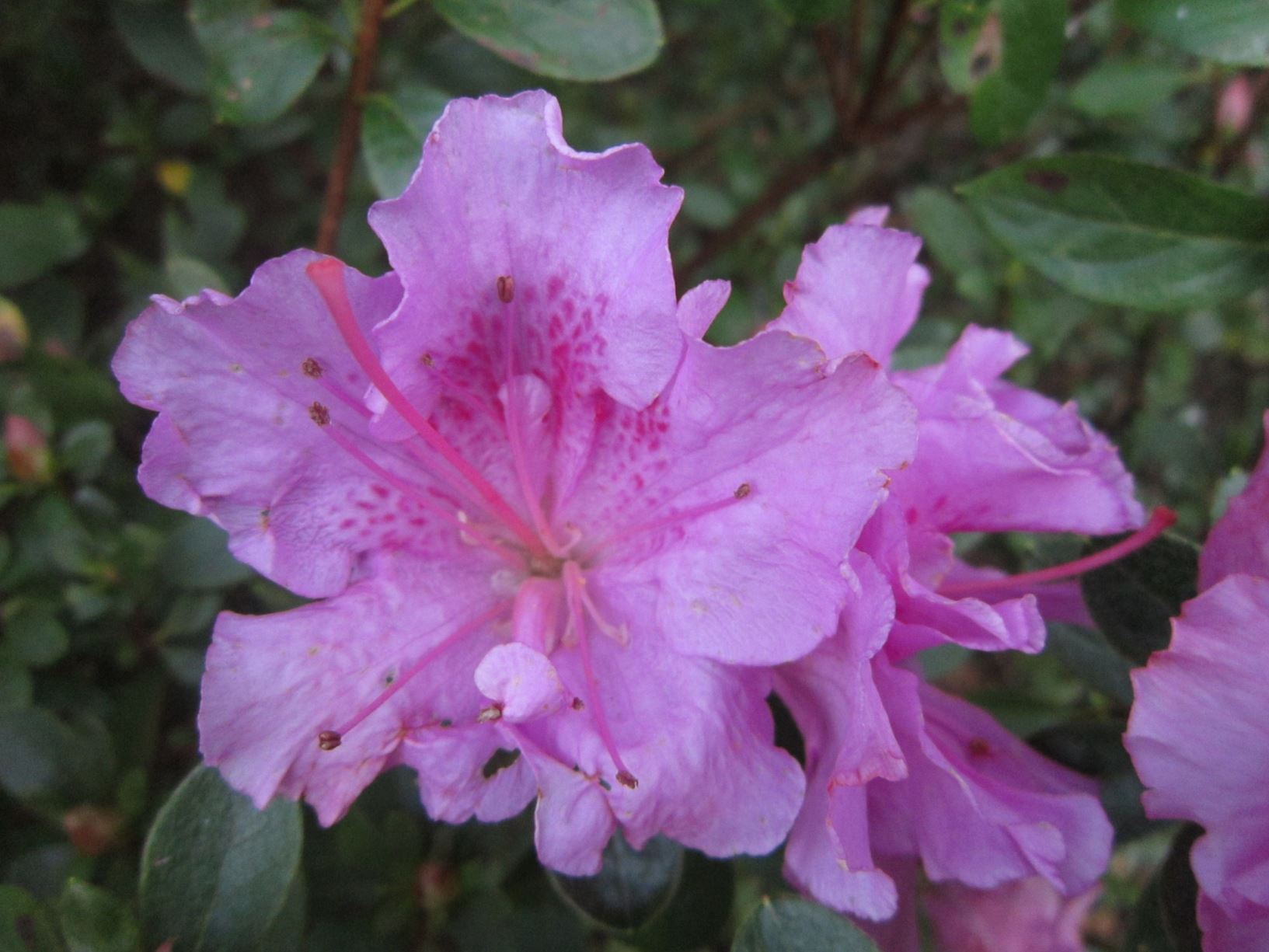 Rhododendron 'Violacea Multiflora'