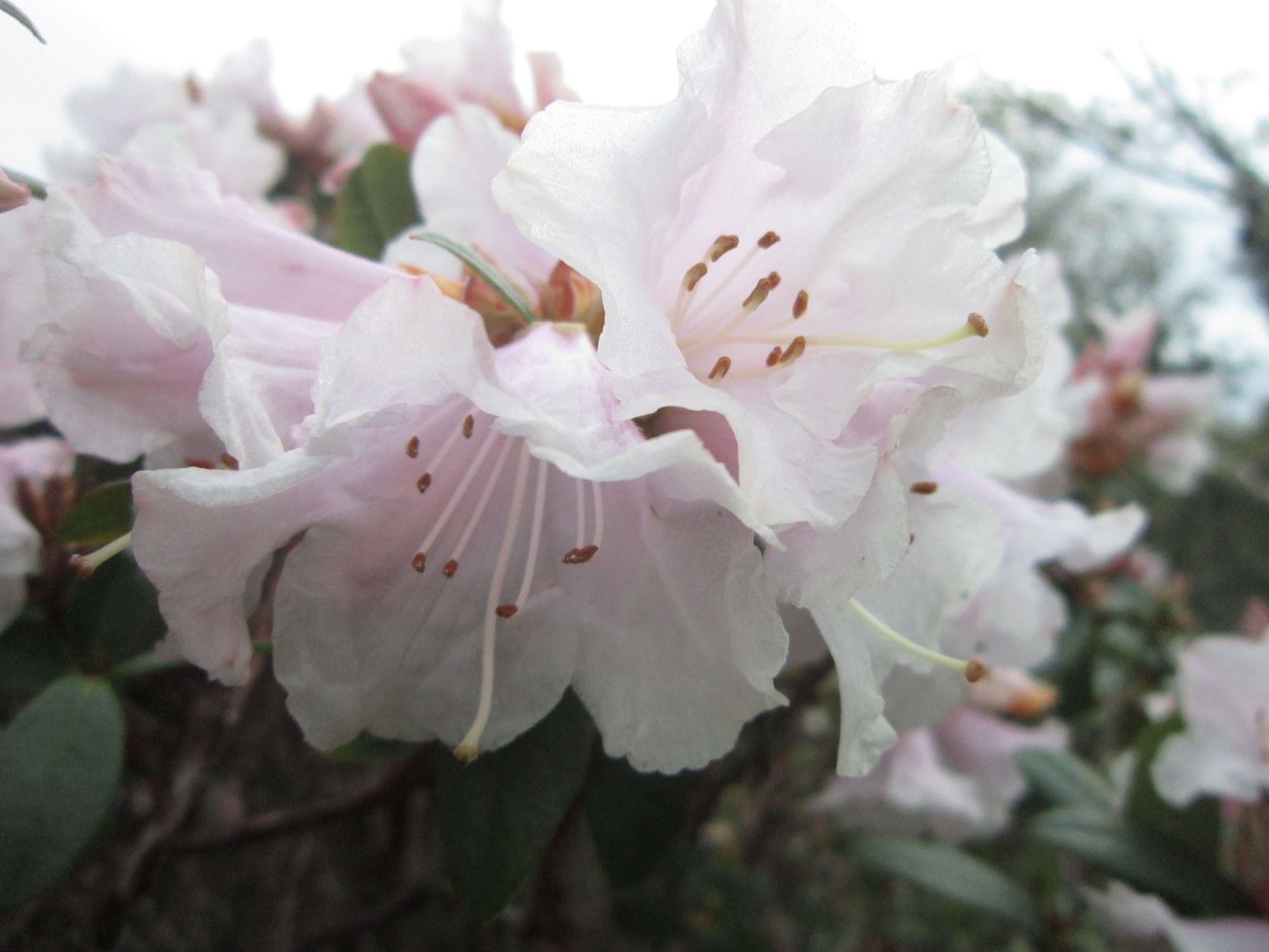 Rhododendron virgatum ×