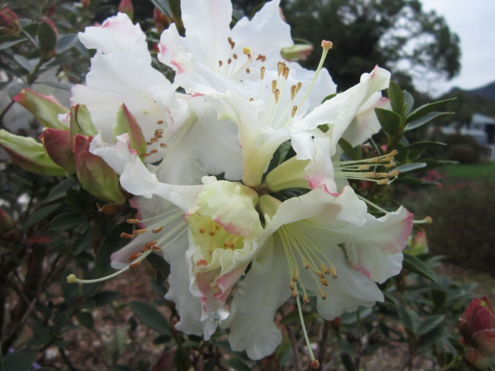 Rhododendron 'Colin O'Sullivan'