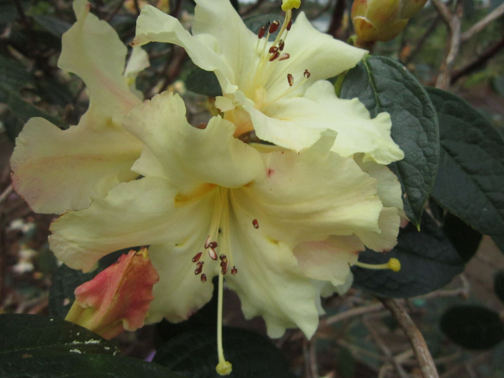 Rhododendron 'Humboldt Sunrise'