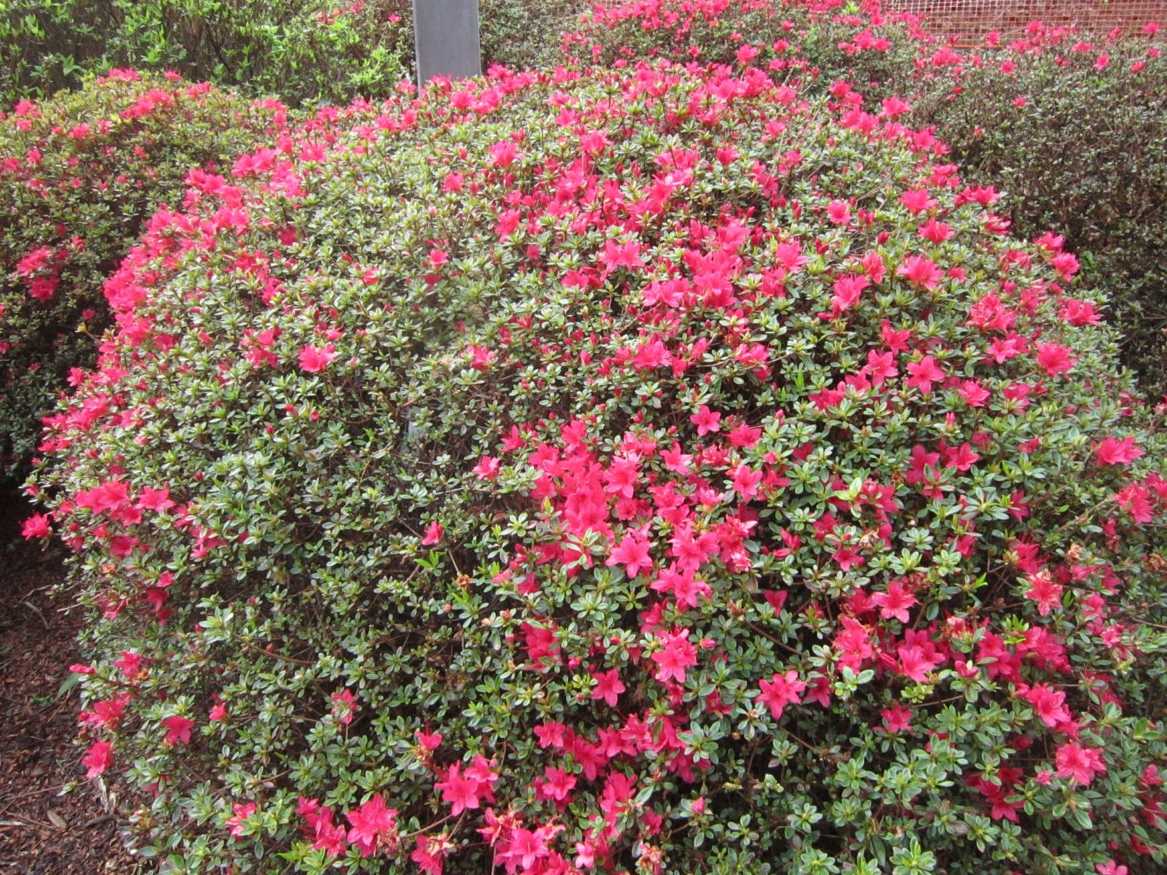 Rhododendron Hinodegiri Azalea Pukeiti