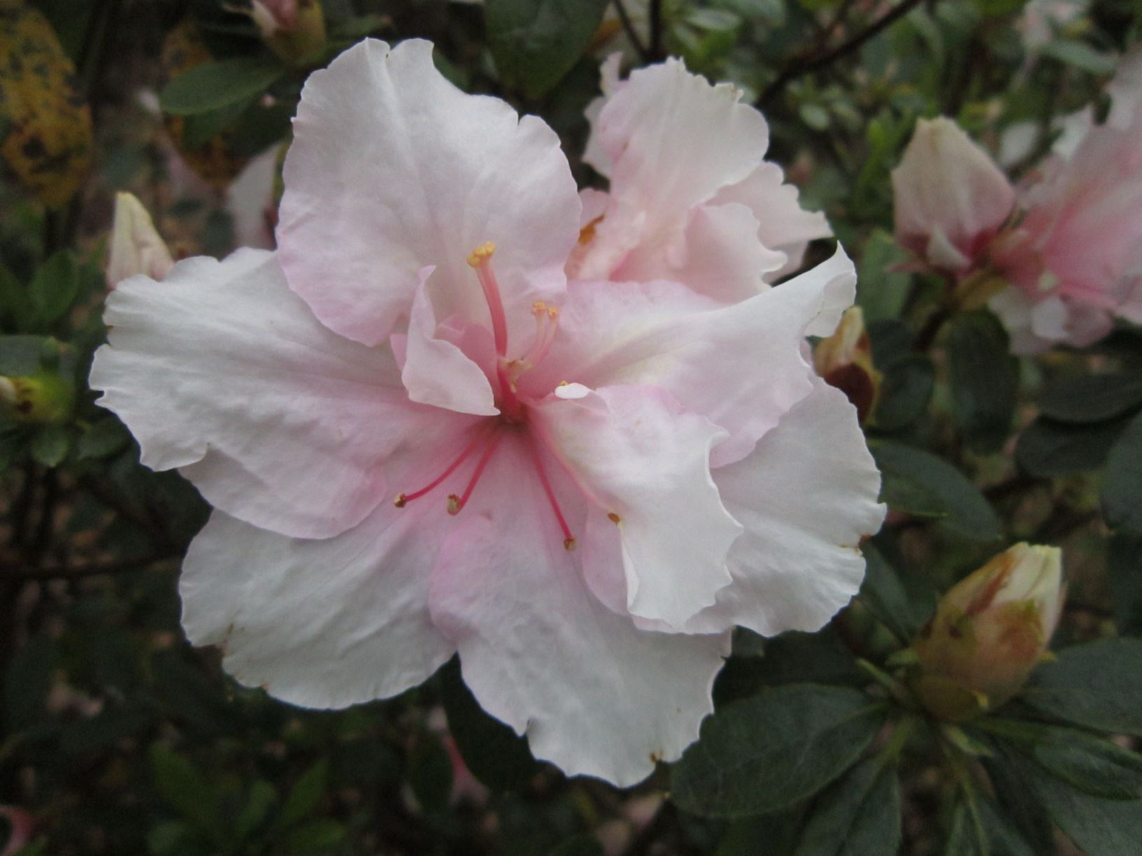 Rhododendron 'Little Girl' (Azalea)