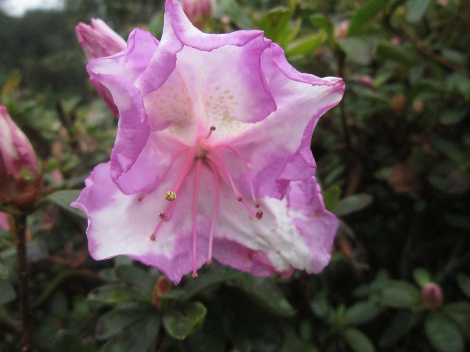 Rhododendron 'Rosa Belton' (Azalea)