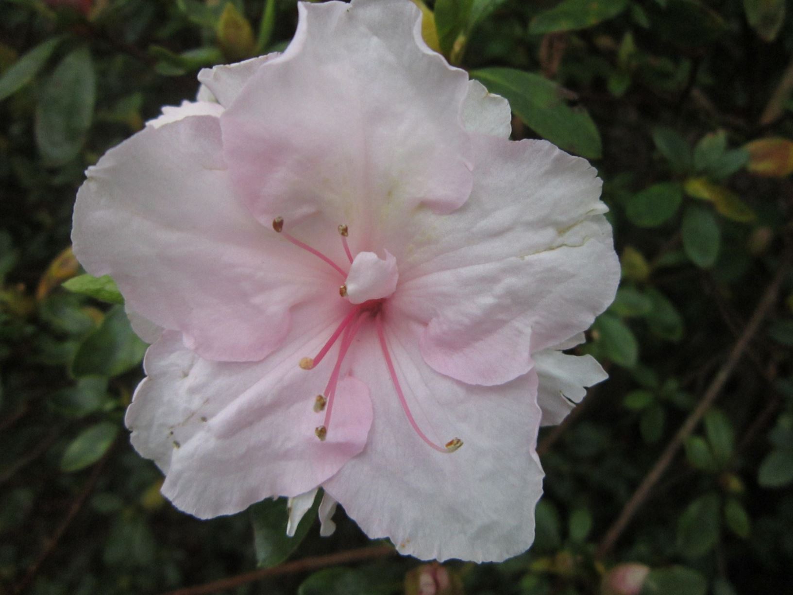 Rhododendron 'Silver Anniversary' (Azalea)