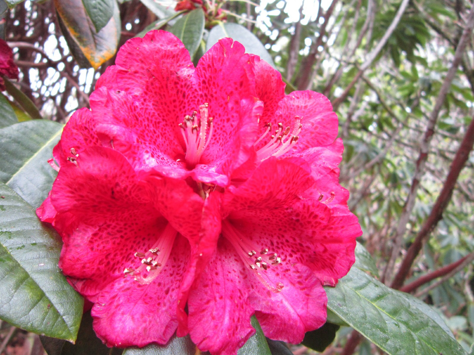 Rhododendron 'Ilam Cornubia'