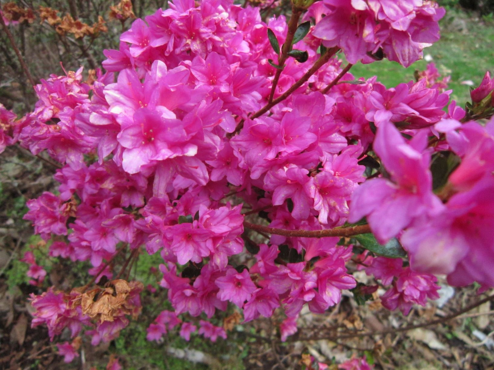 Rhododendron 'Paradise Elfin' (Azalea)