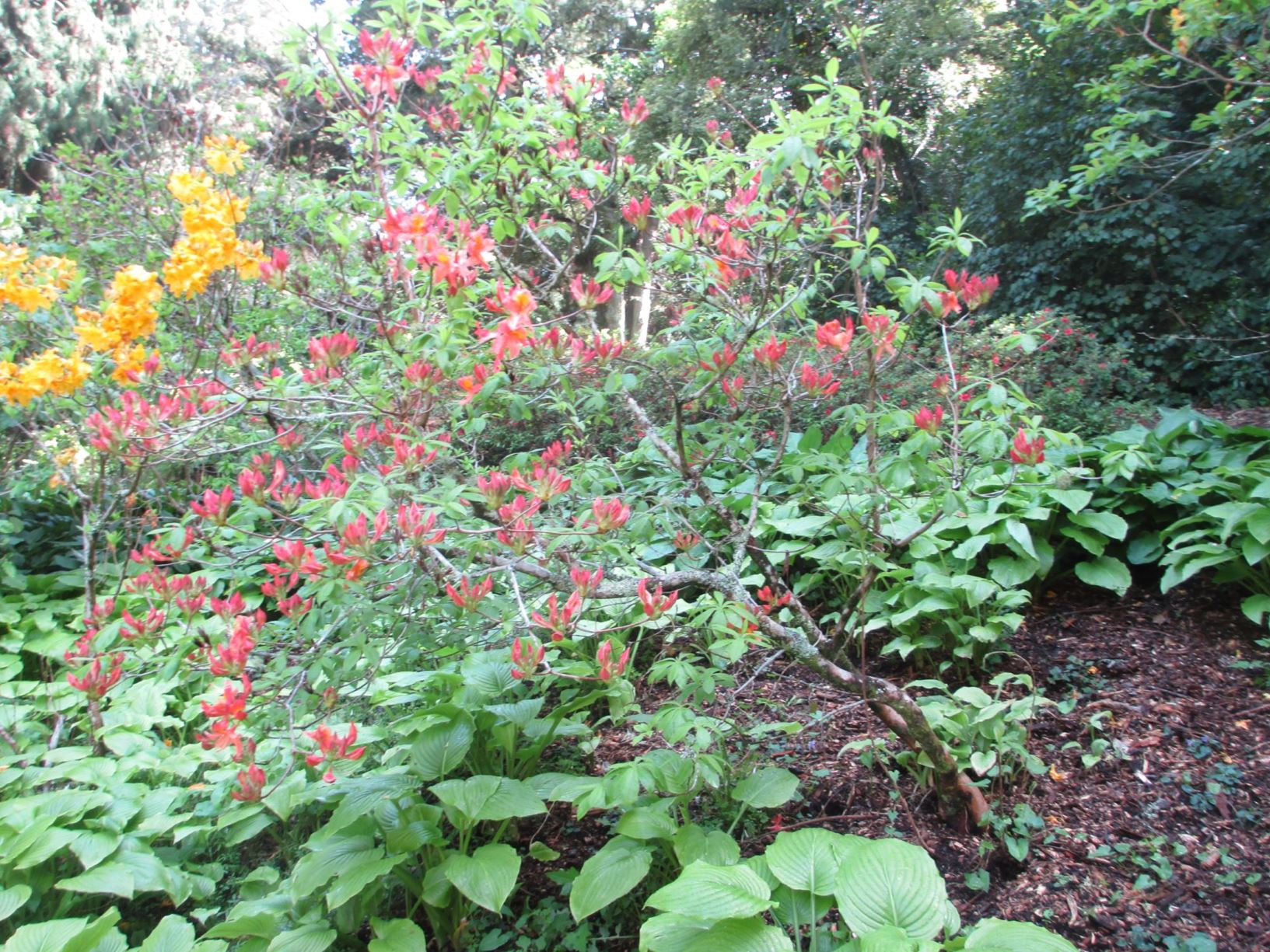 Rhododendron 'Mount Saint Helens' (Deciduous azalea)