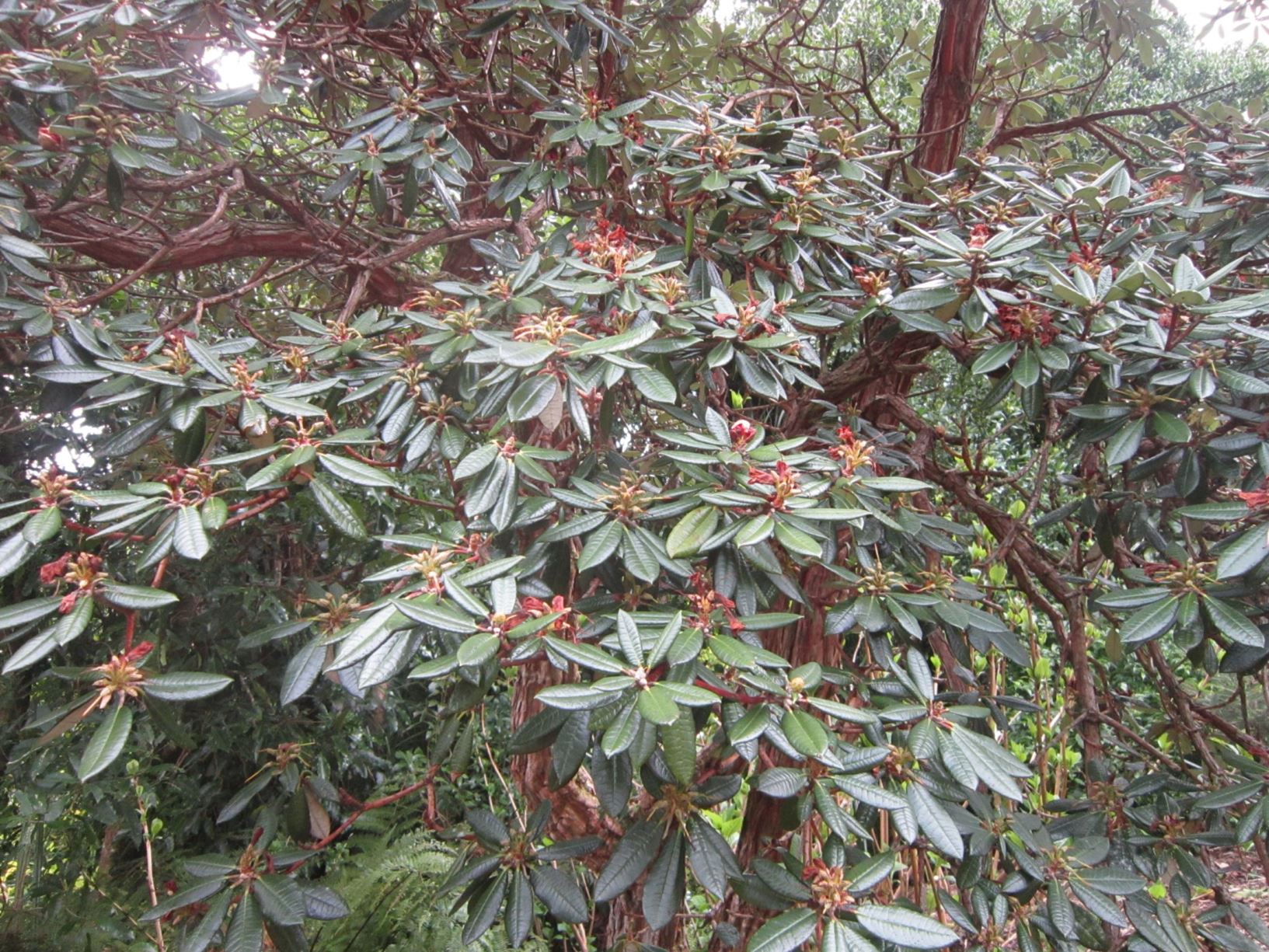 Rhododendron arboreum subsp. albotomentosum