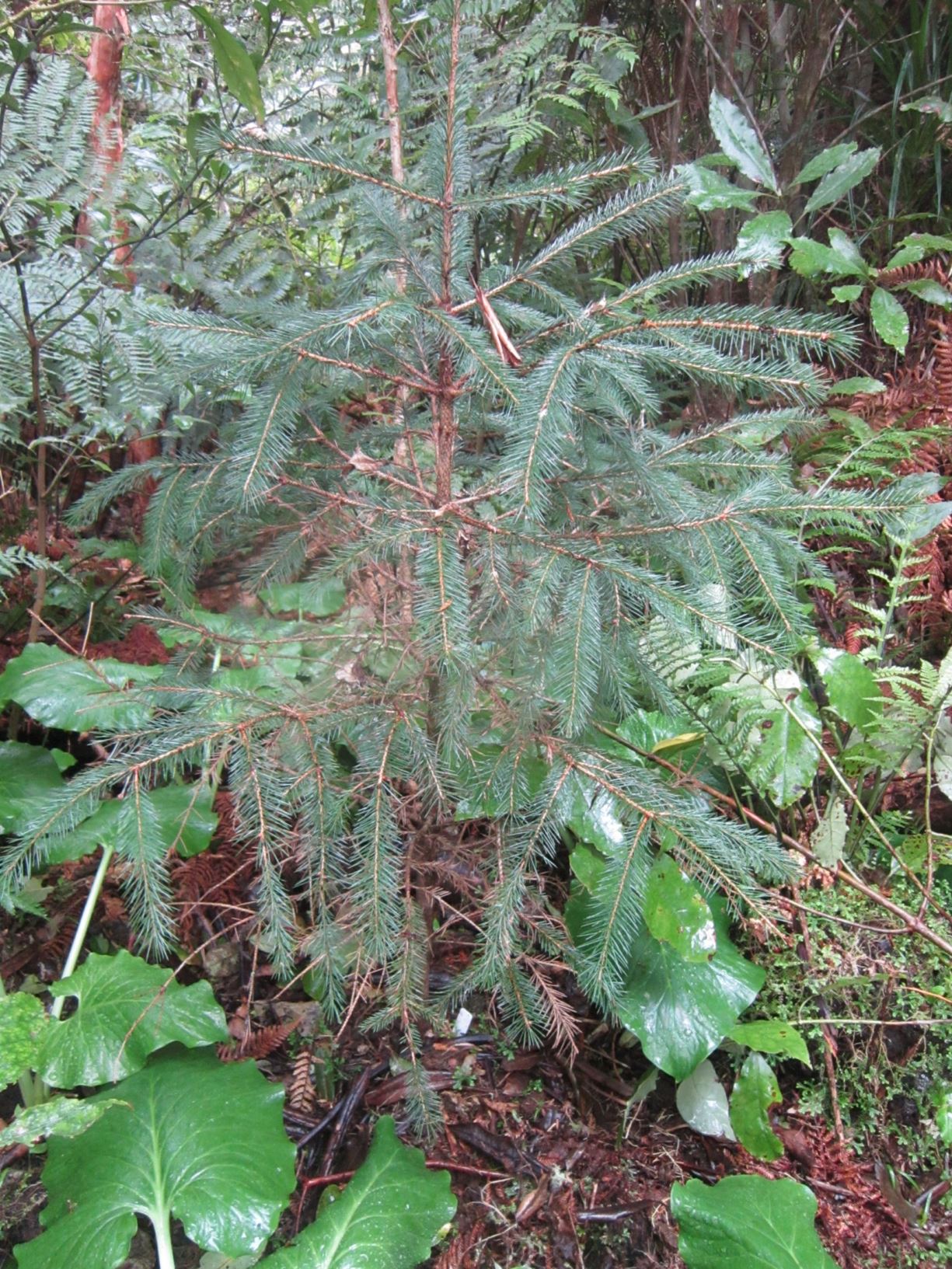 Picea likiangensis - likiang spruce