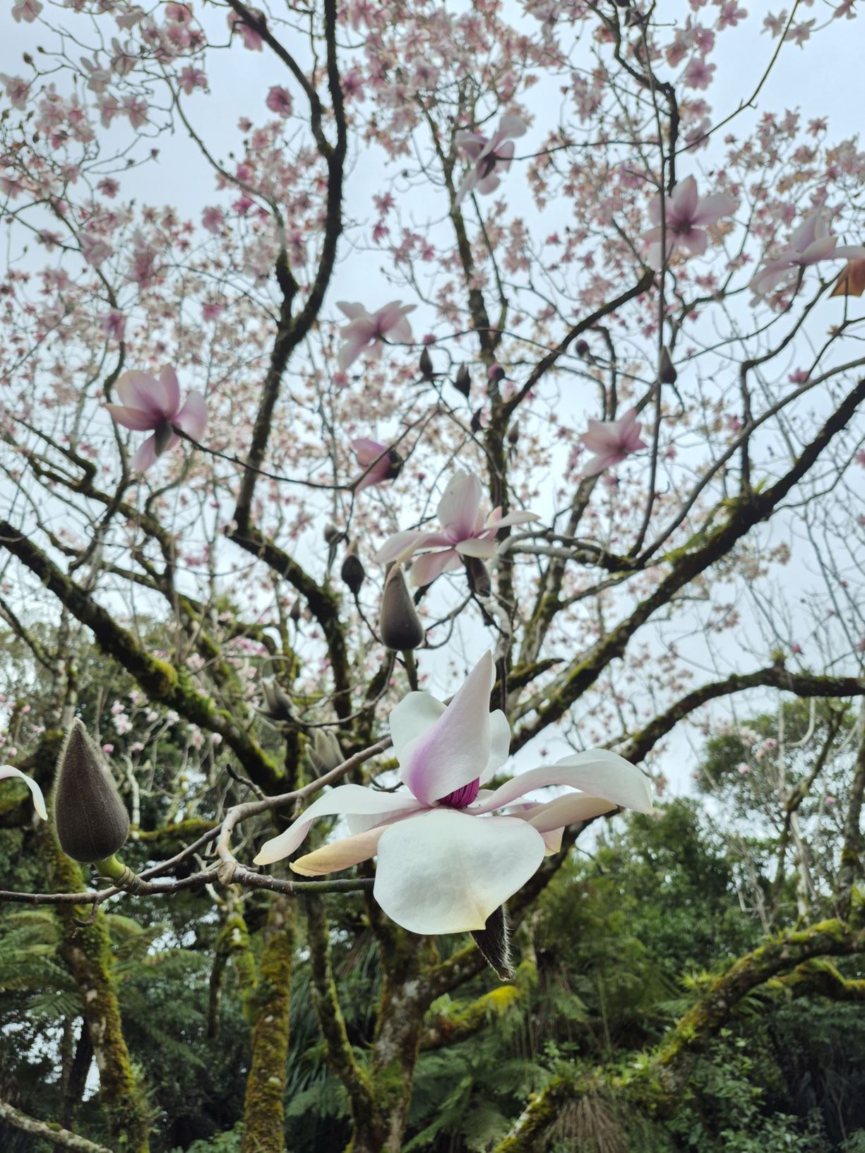 Picture from the garden