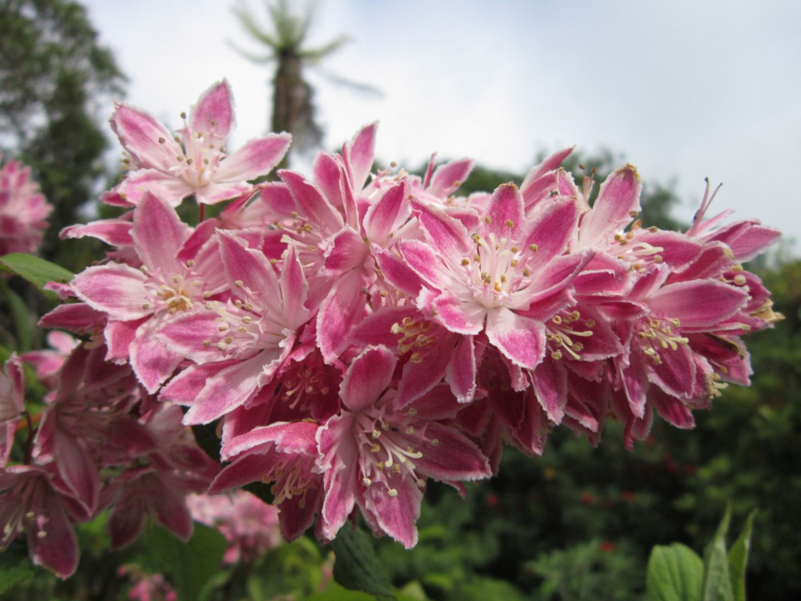 Picture from the garden