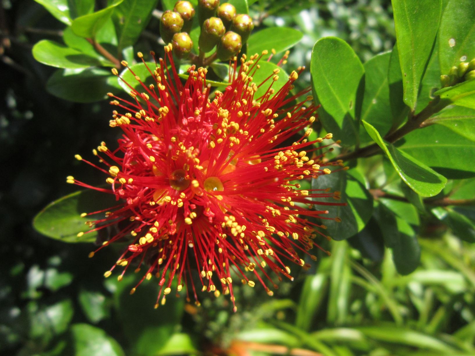 Picture from the garden