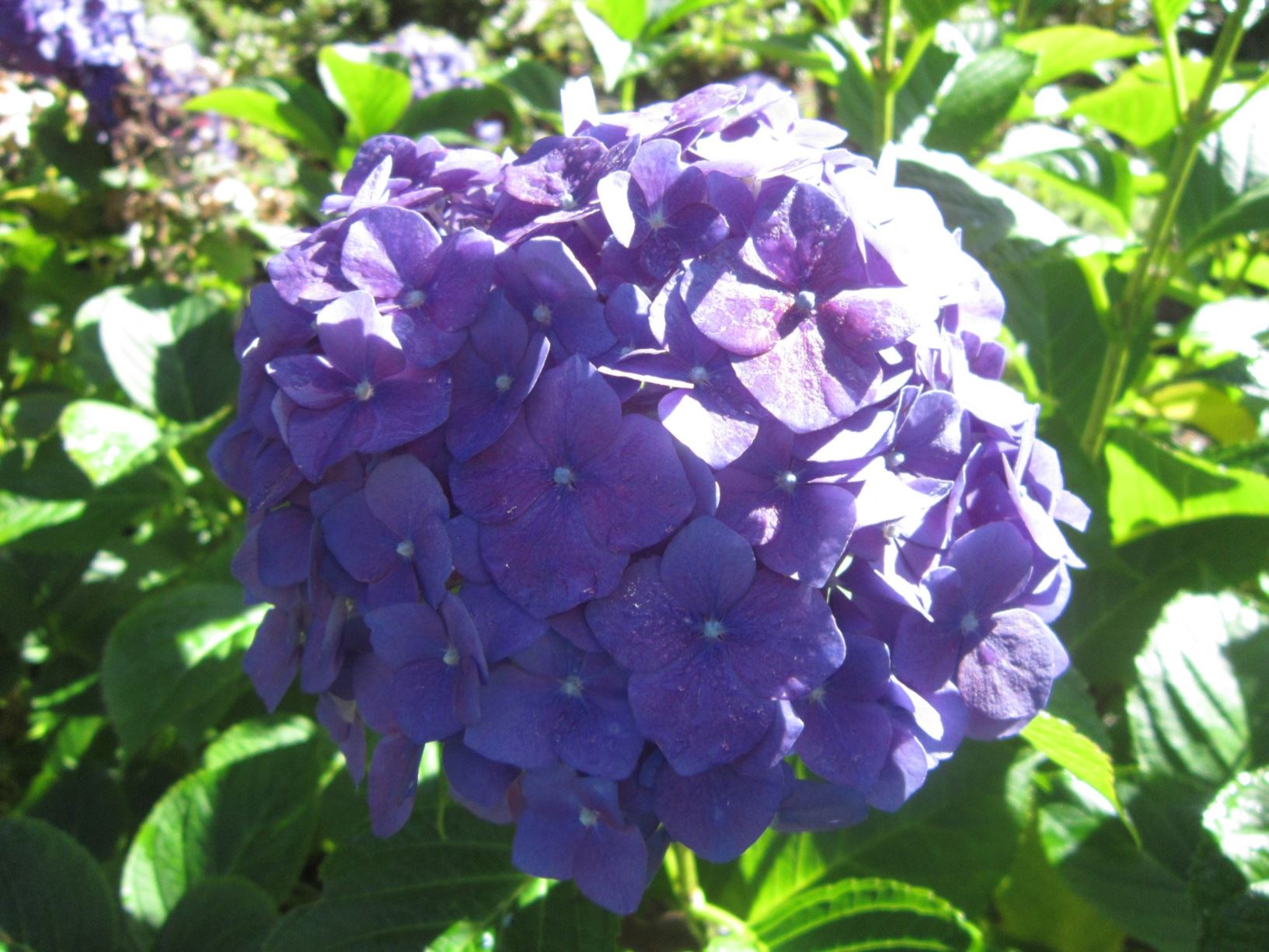 Picture from the garden