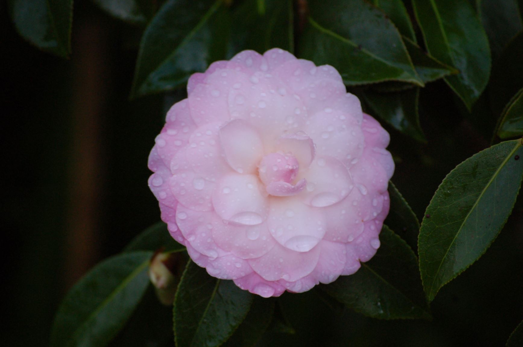 Picture from the garden